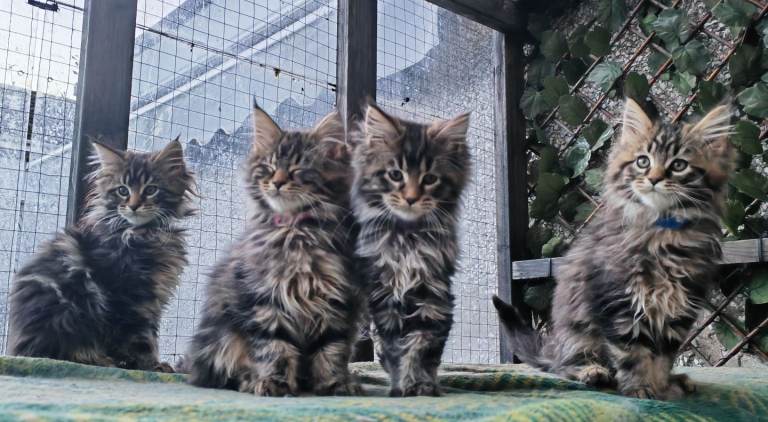 Beautiful Maine Coon kittens 