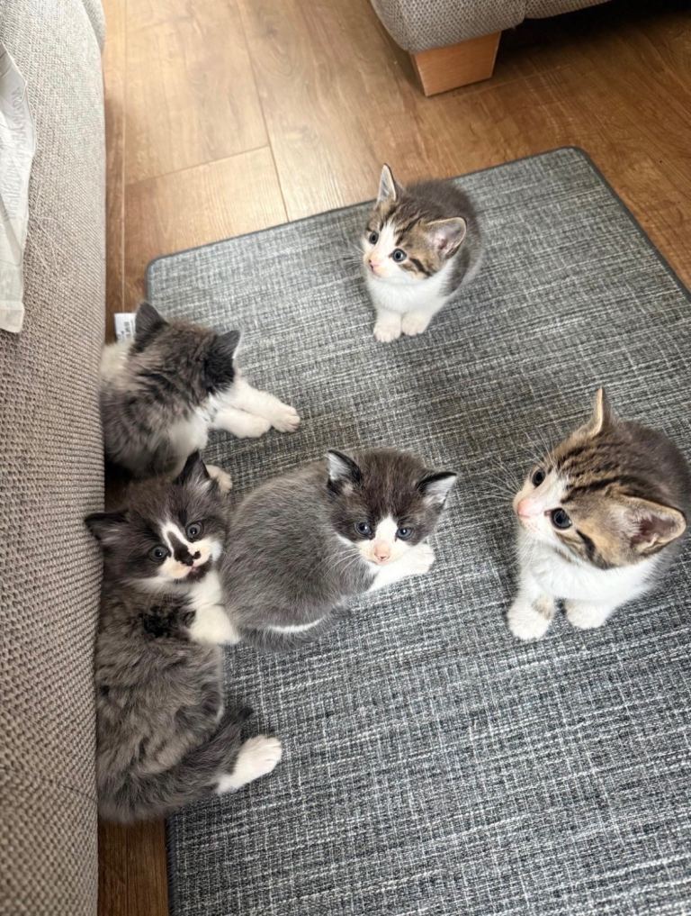 Beautiful active kittens for sale 
