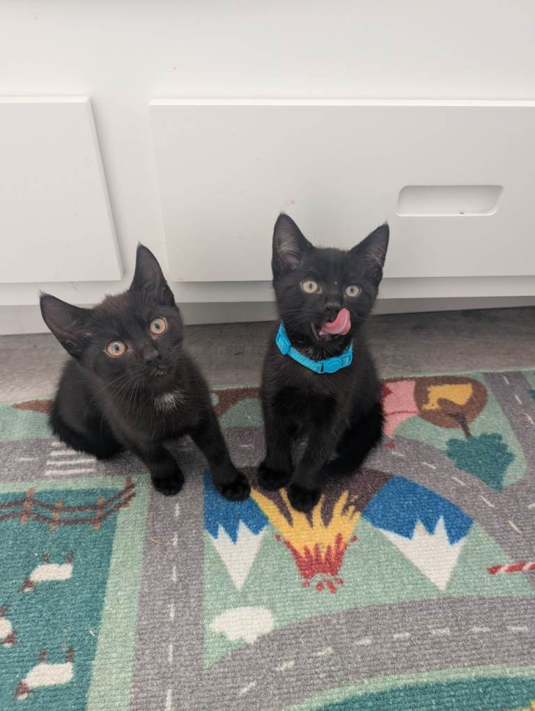 Cats for sale
