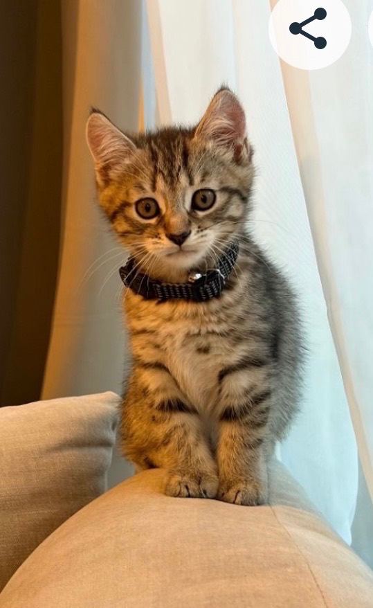 Cute playful kitten for sale 