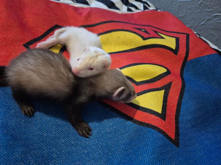 2 ferrets 7 weeks and new cage