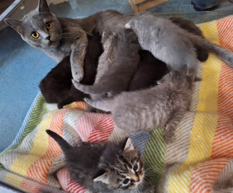 Adorable Kittens for Sale – Ready 21 April