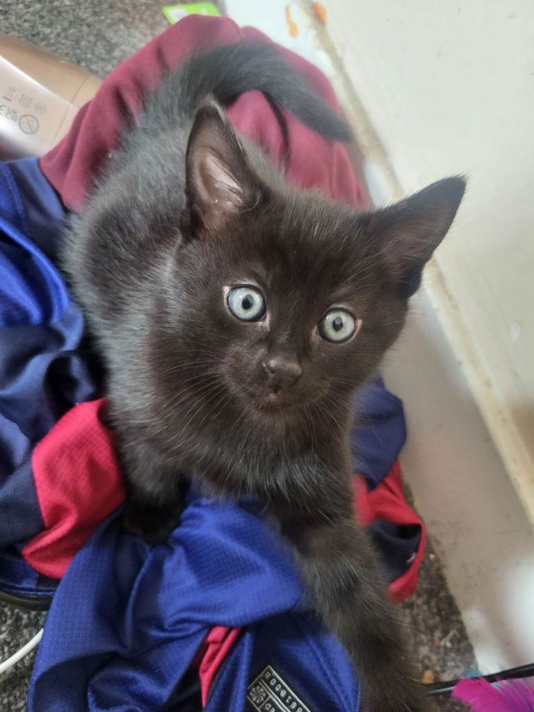 Two Male Black Kittens