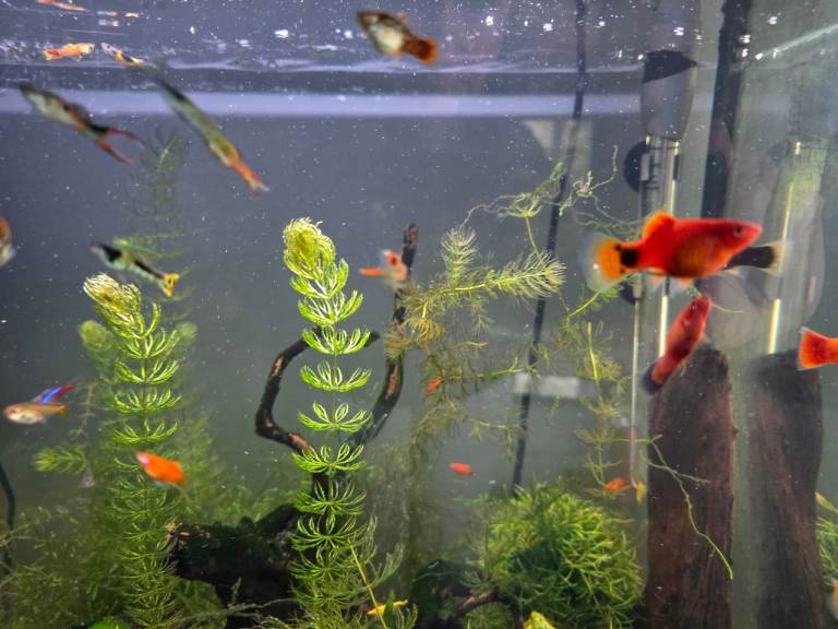 Platies and male endlers tropical fish 