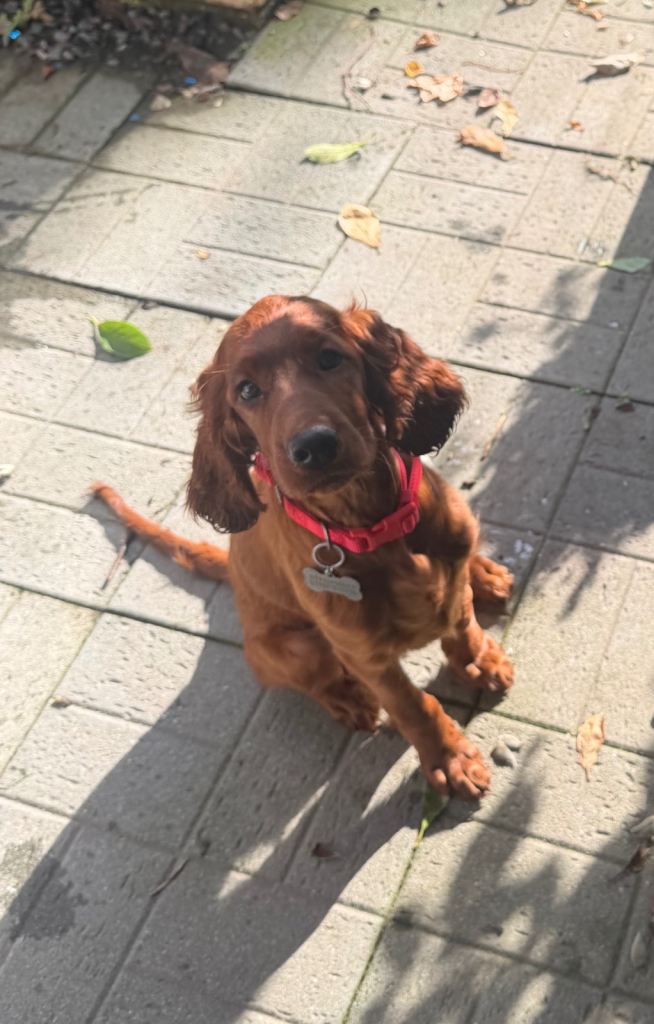 KC Red Irish Setter Puppy