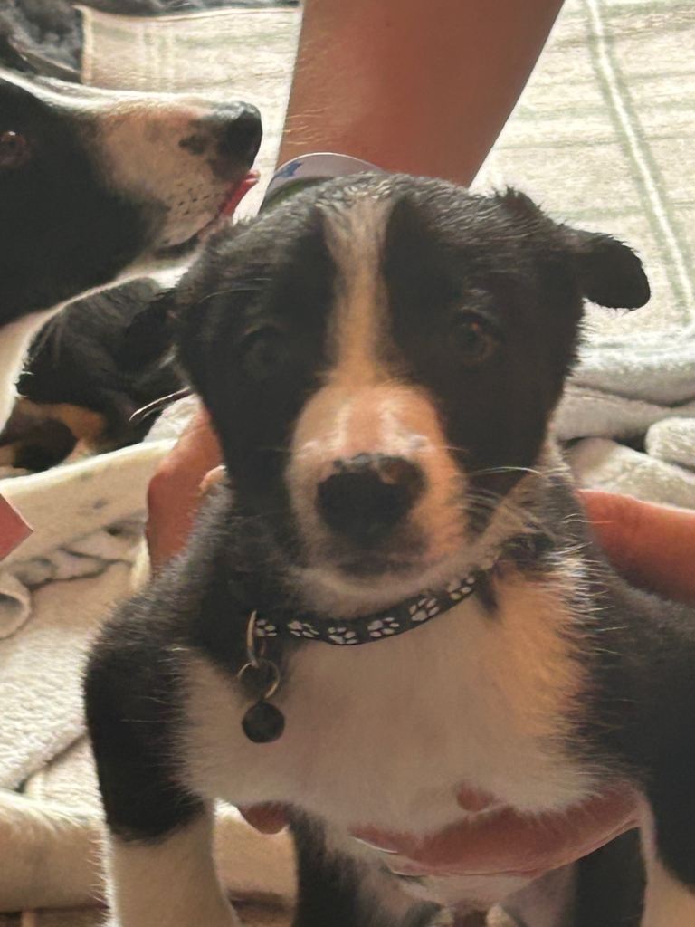 Looking for forever home