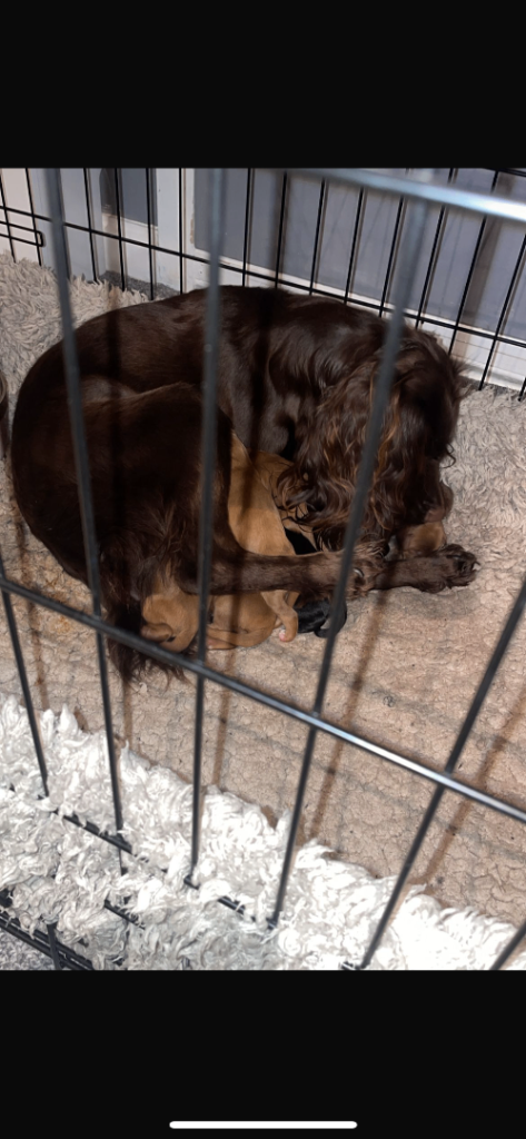 F1 Cockapoo Puppies
