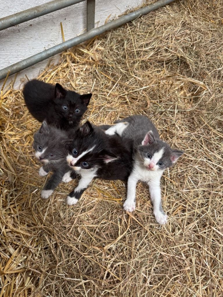 4 Beautiful Farm Kitten For Sale - Available now £120
