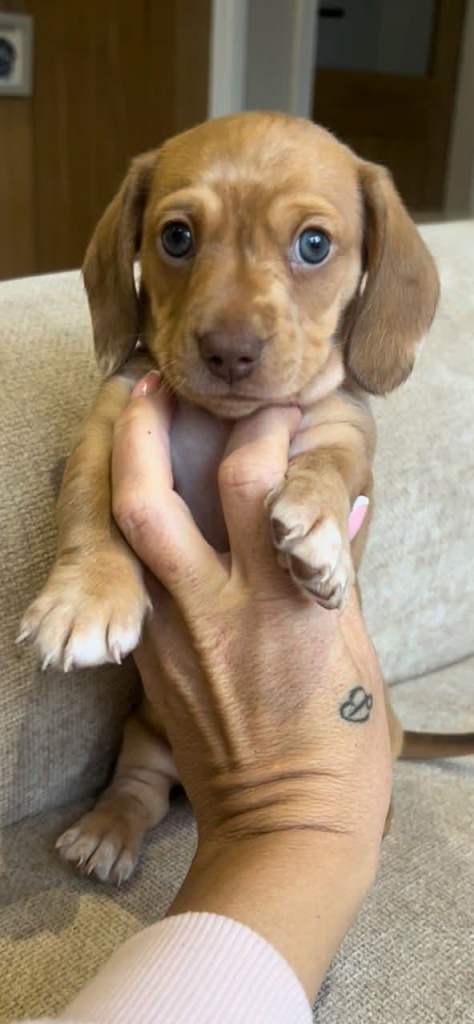 Male Miniature Dachshund 3 months old