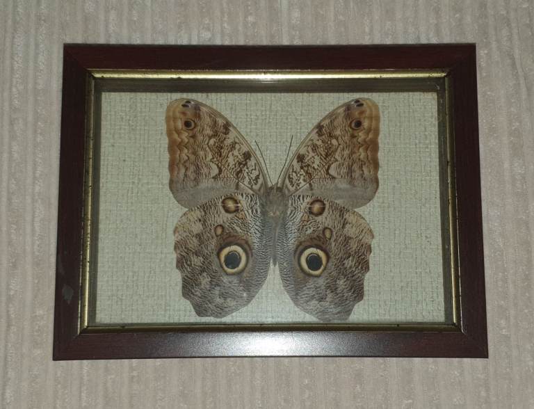 Caligo Genus Owl Butterfly Brazil Taxidermy Framed