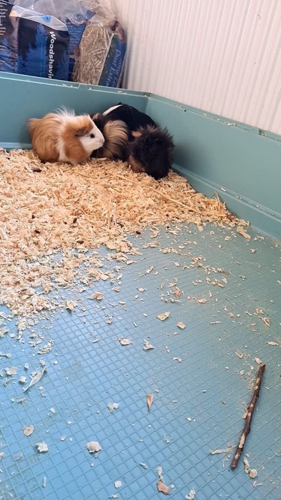 4 x Guinea pigs plus cage