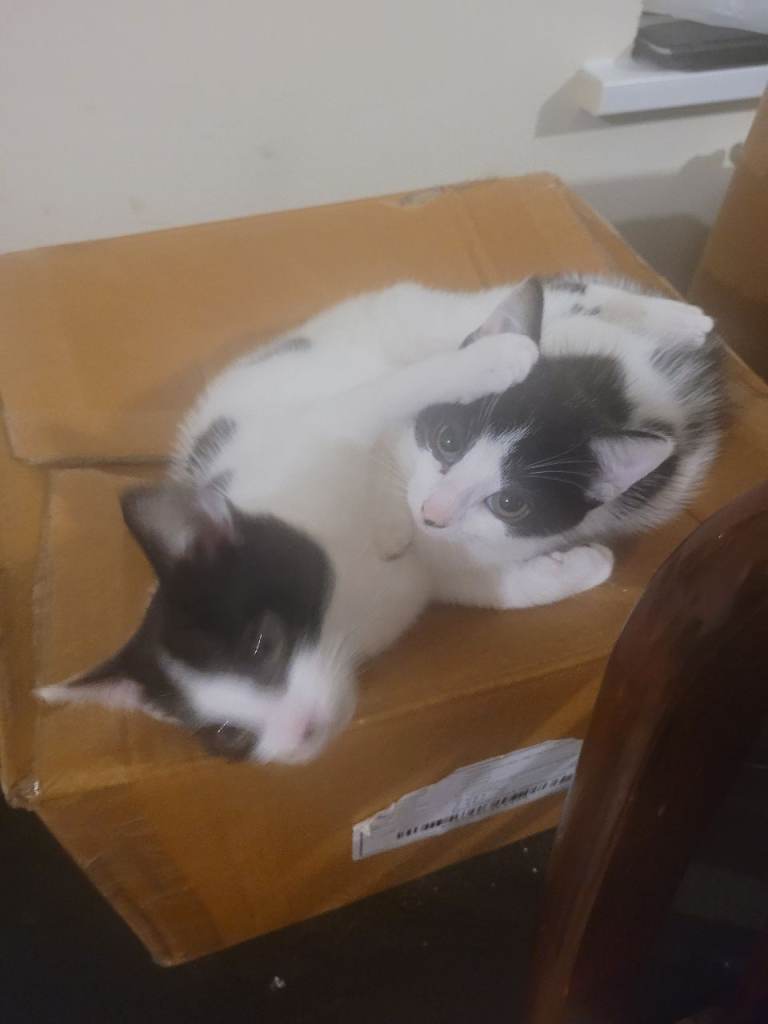 Kittens for sale urgent 