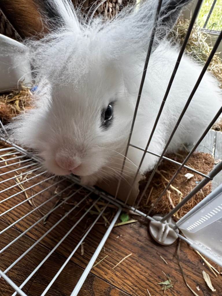 Lion head bunny rabbit 3 months old