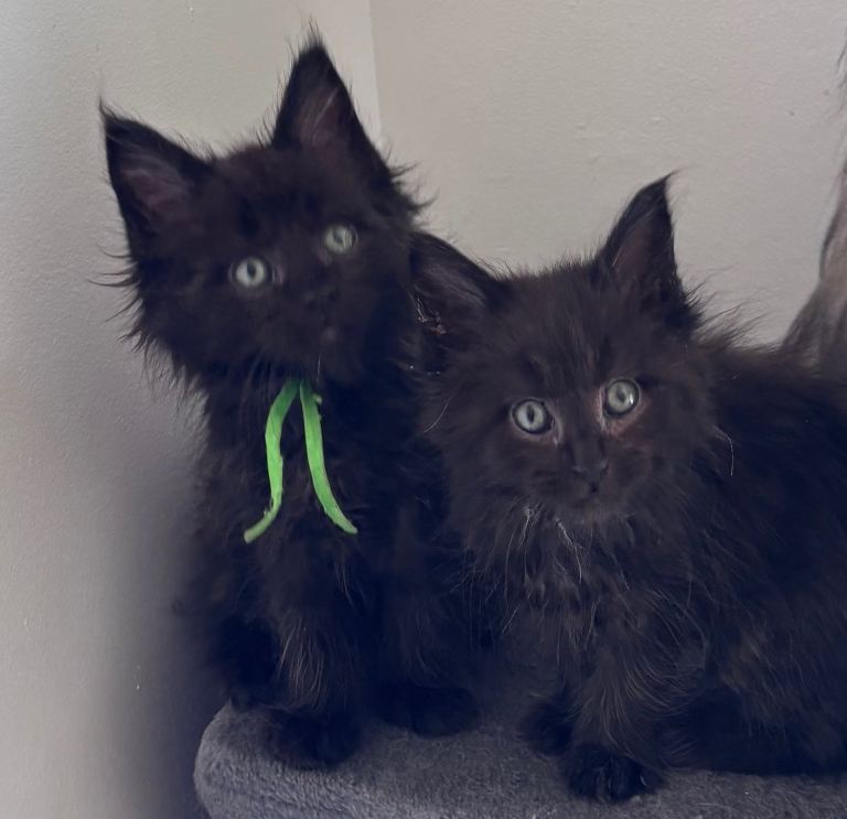 Fluffy Maine Coon Kittens – Ready Now 🐾