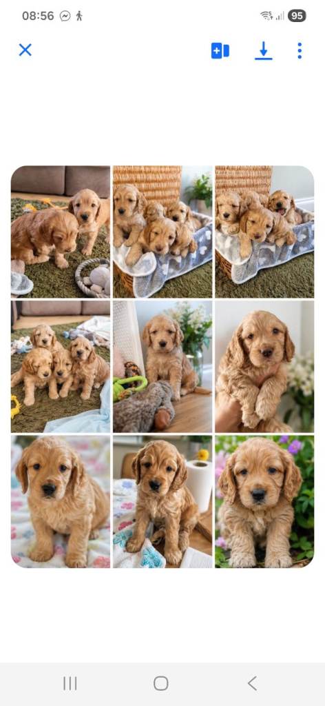 Gorgeous golden Cockerpoo puppies ready in 3 weeks 
