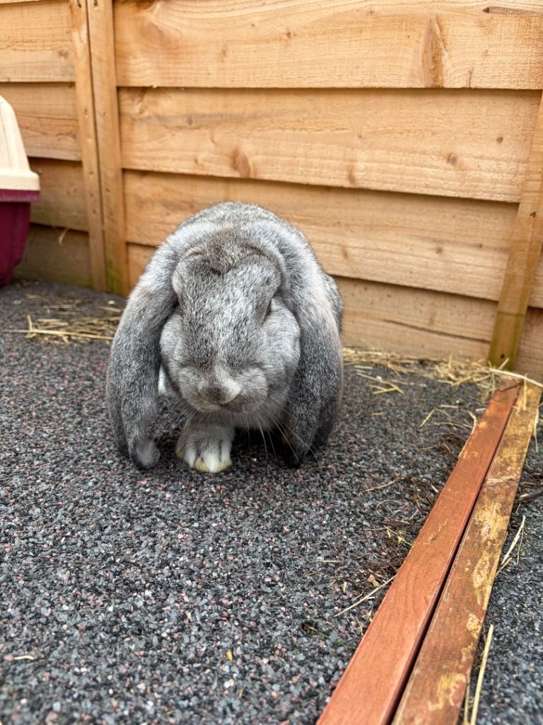 French lop 