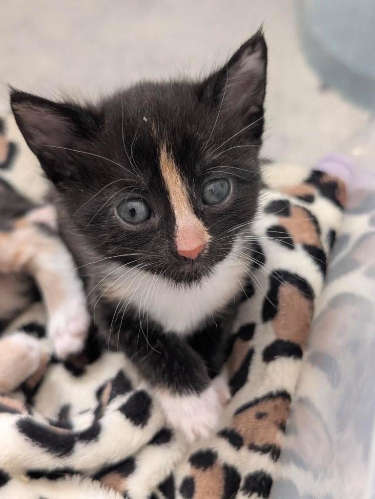 3 gorgeous kittens