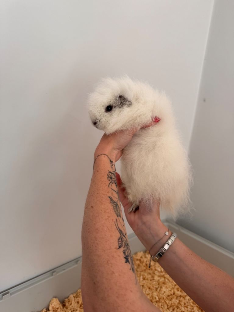 Two female Swiss guinea pigs 