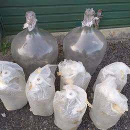 REDUCED - 6 x Vintage Glass Demijohn's with caps - Home making Wine Beer Lager Brewing equip