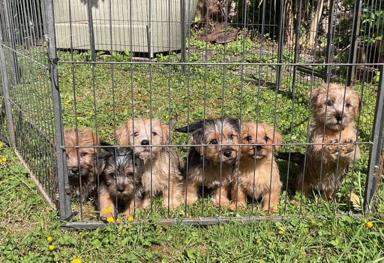 Norfolk terrier pups
