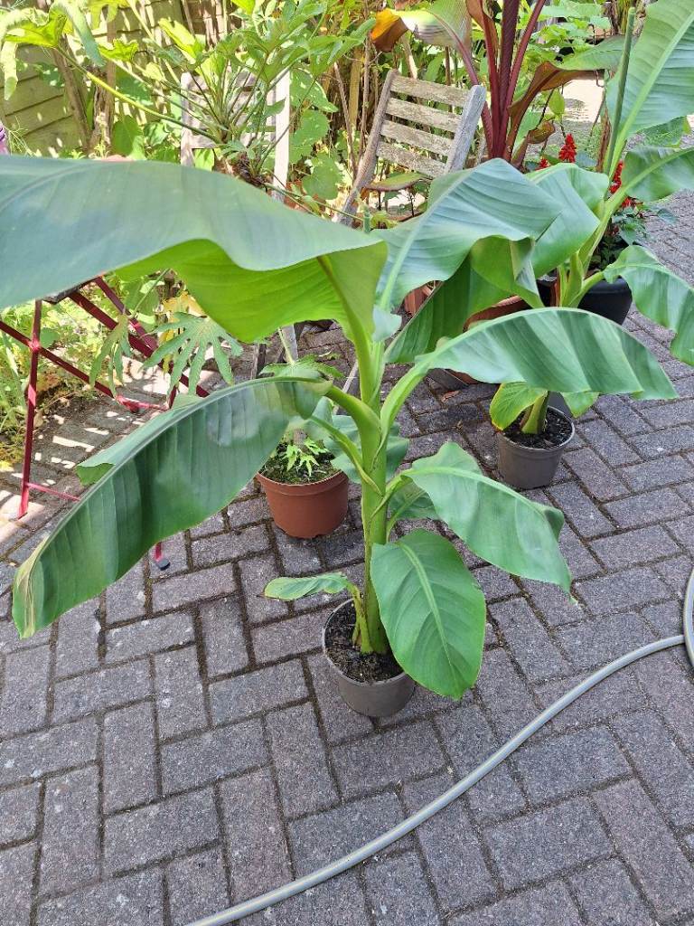 Musa Basjoo Banana Plant  Very LARGE established Tropical Jungle Plant 