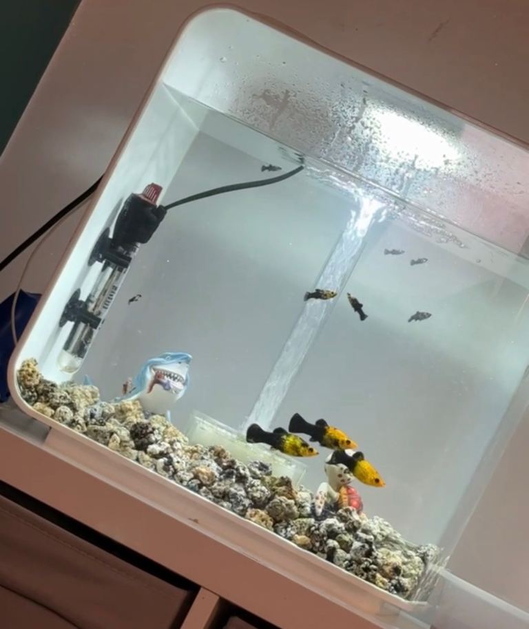 Bio orb 30l Fisk tank and fish