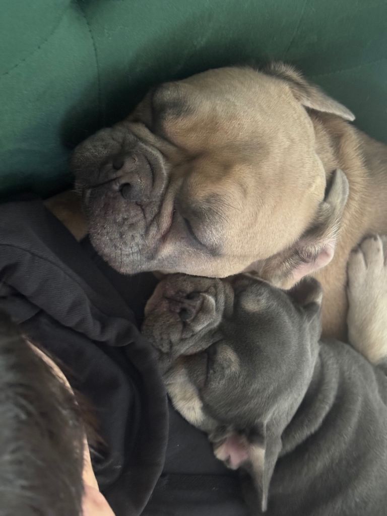 🐾 Blue & Tan French Bulldog Puppy – Ready Now 🐾