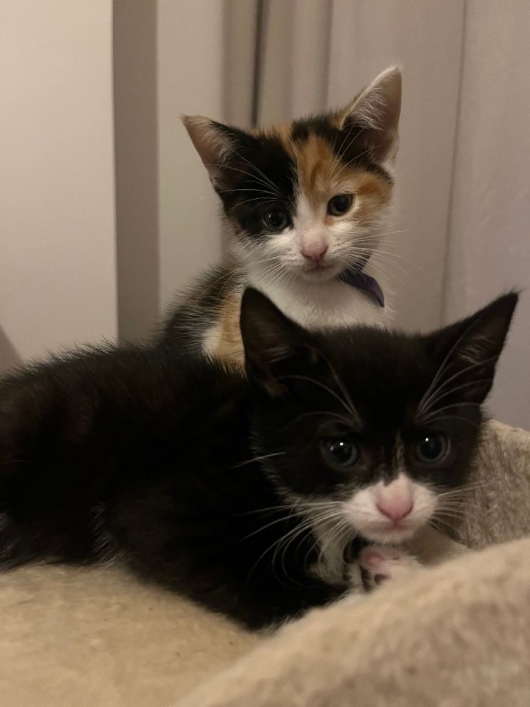8 kittens looking for their forever homes