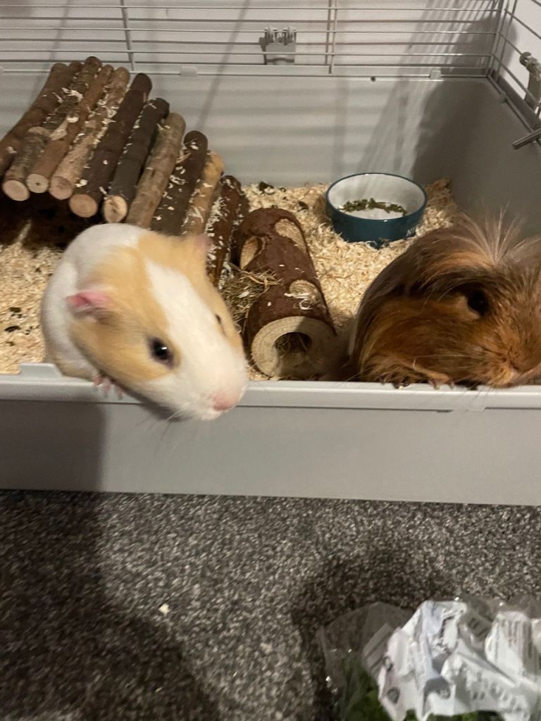 2 x Guinea pig for sale