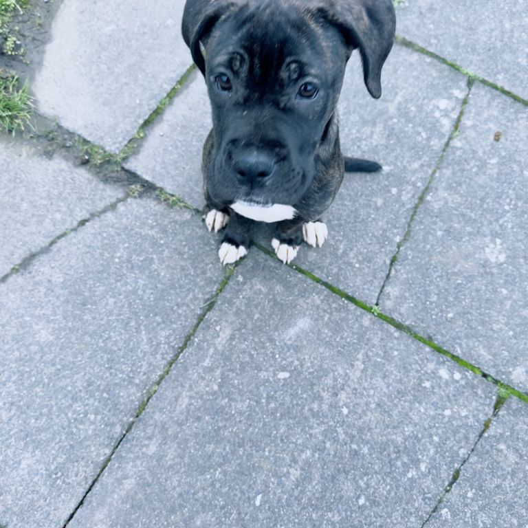 Cane corso 