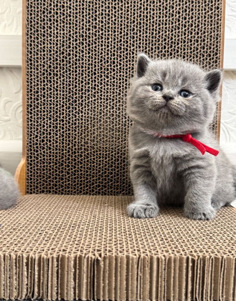 Active Registered Britsh Shorthair Kittens