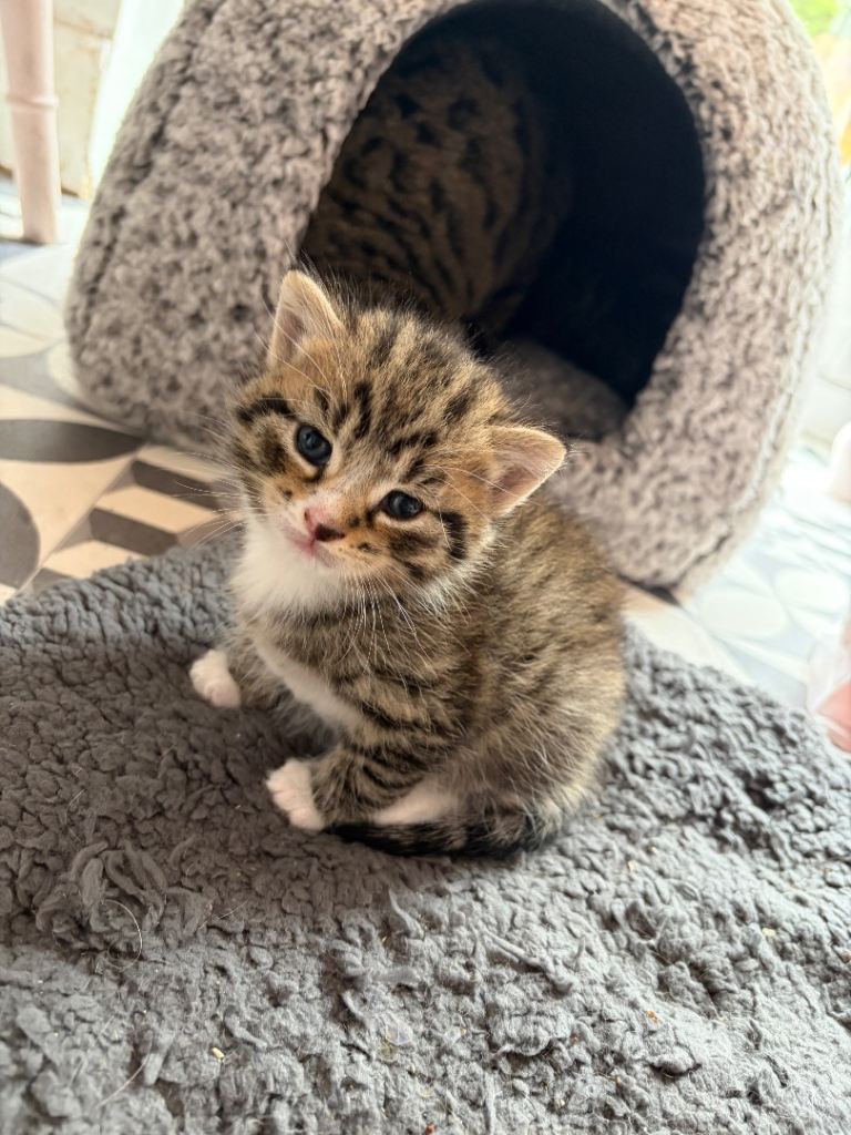 x2 Boy Kittens 