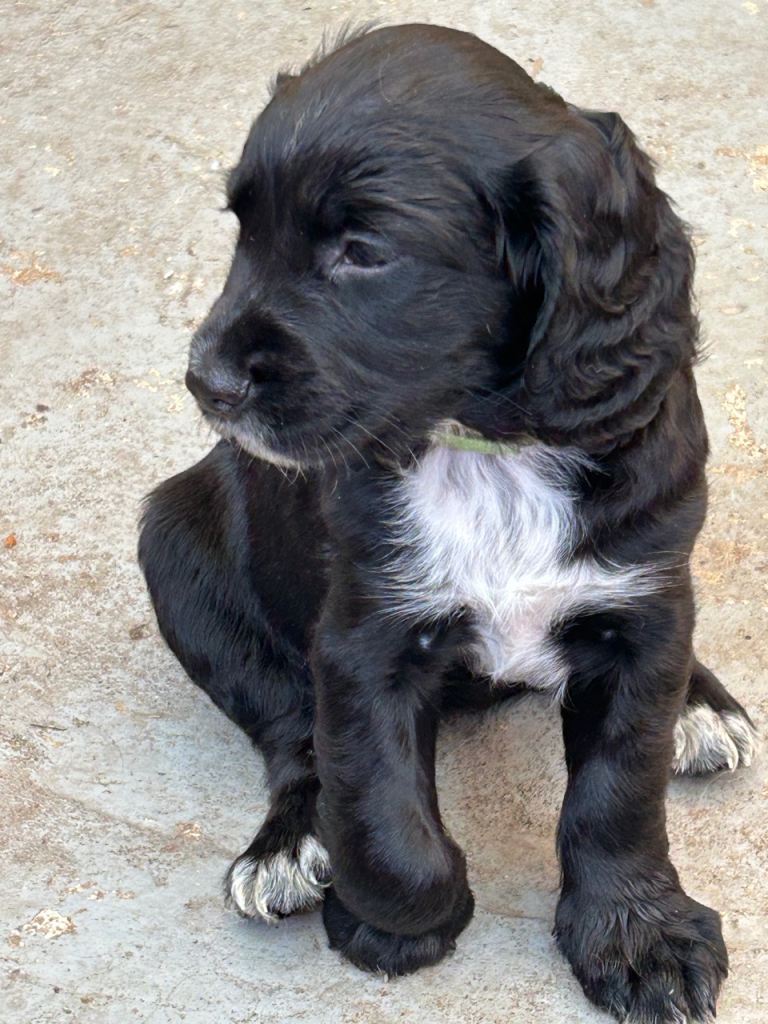 For Sale Sprocker Spaniel Puppies