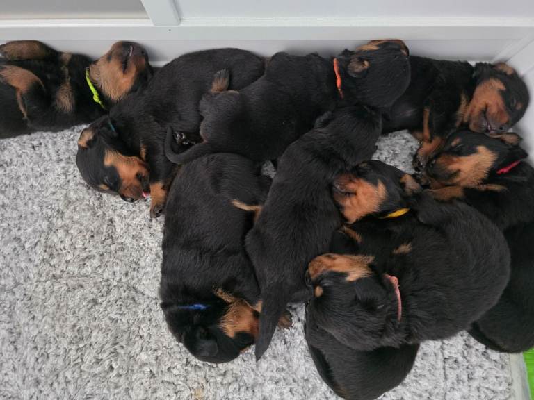 Rottweiler puppies 