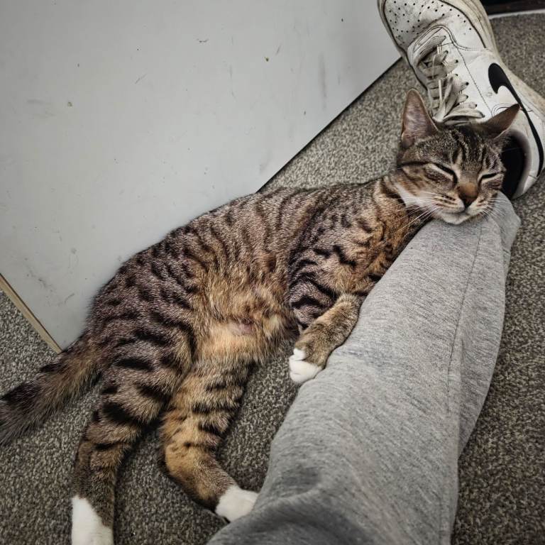 Mixed bengal x maincoon kittens