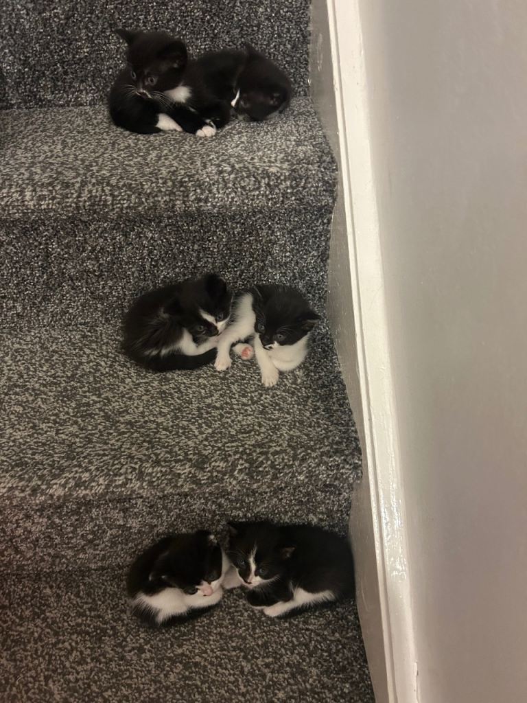 Healthy, Happy Kittens Ready for New Homes