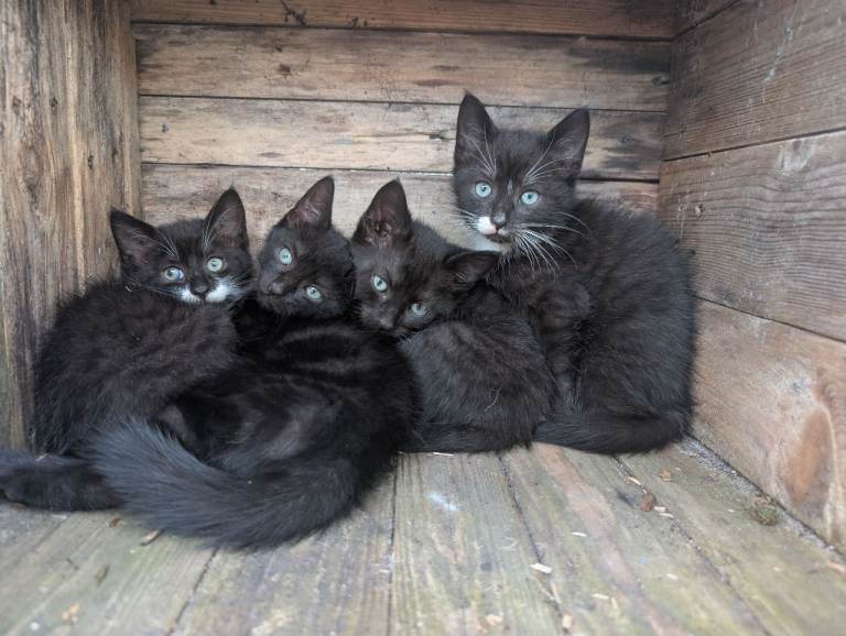 Kittens x 4