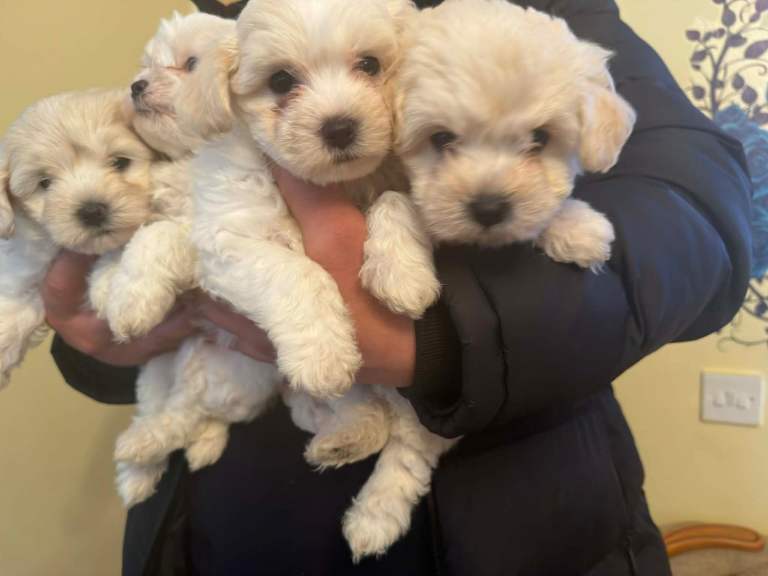 Bichons puppies for sale 