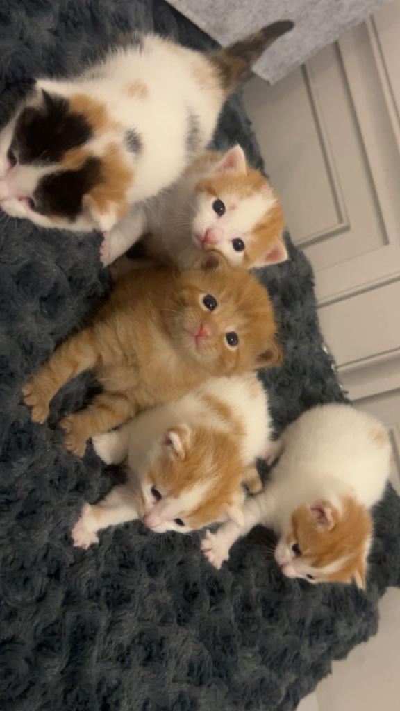 Kittens for sale 