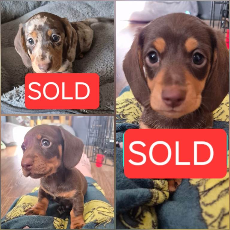 Miniature dachshunds 