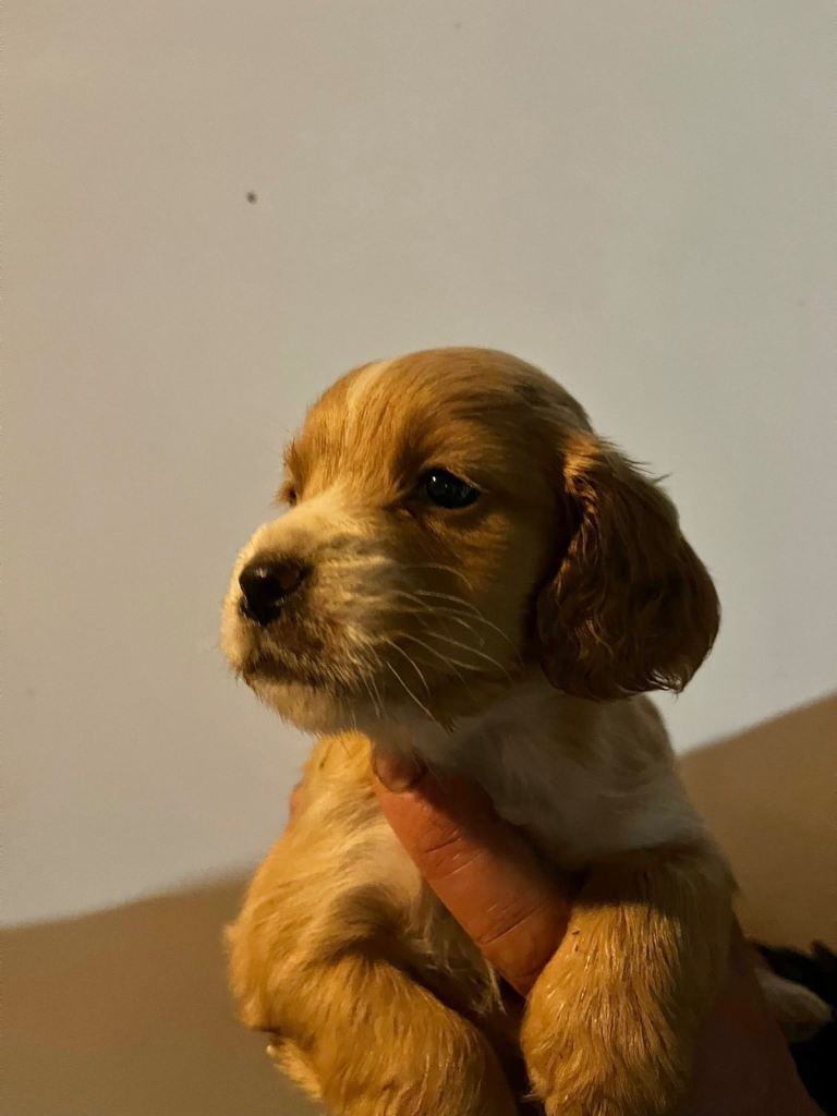 Cavalier x cocker spaniel pups