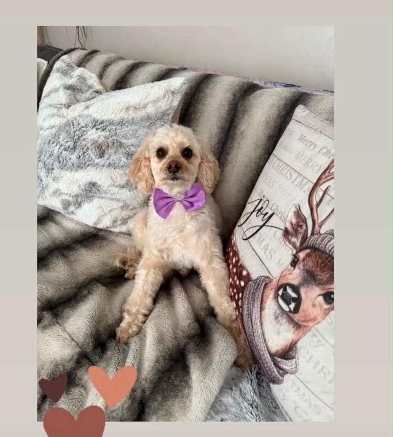 Cavapoo 4 years old 