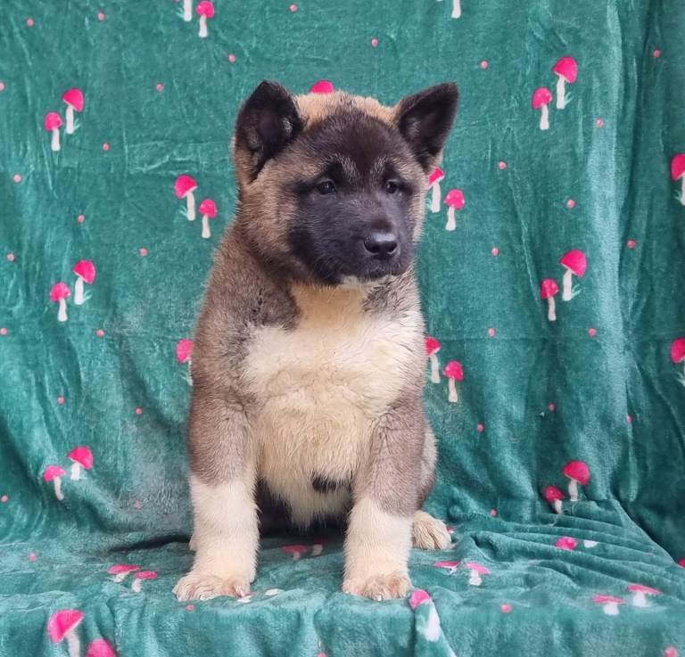 KC Reg Champion American Akita Puppies 