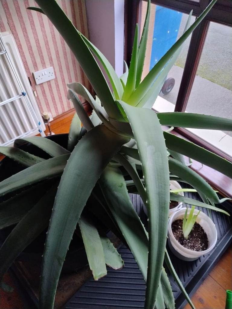 Aloe Vera Plants