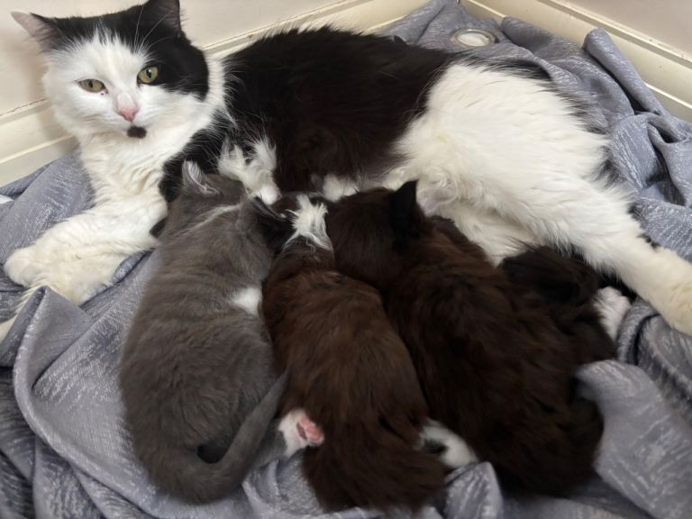 1/2 norwegian kittens 