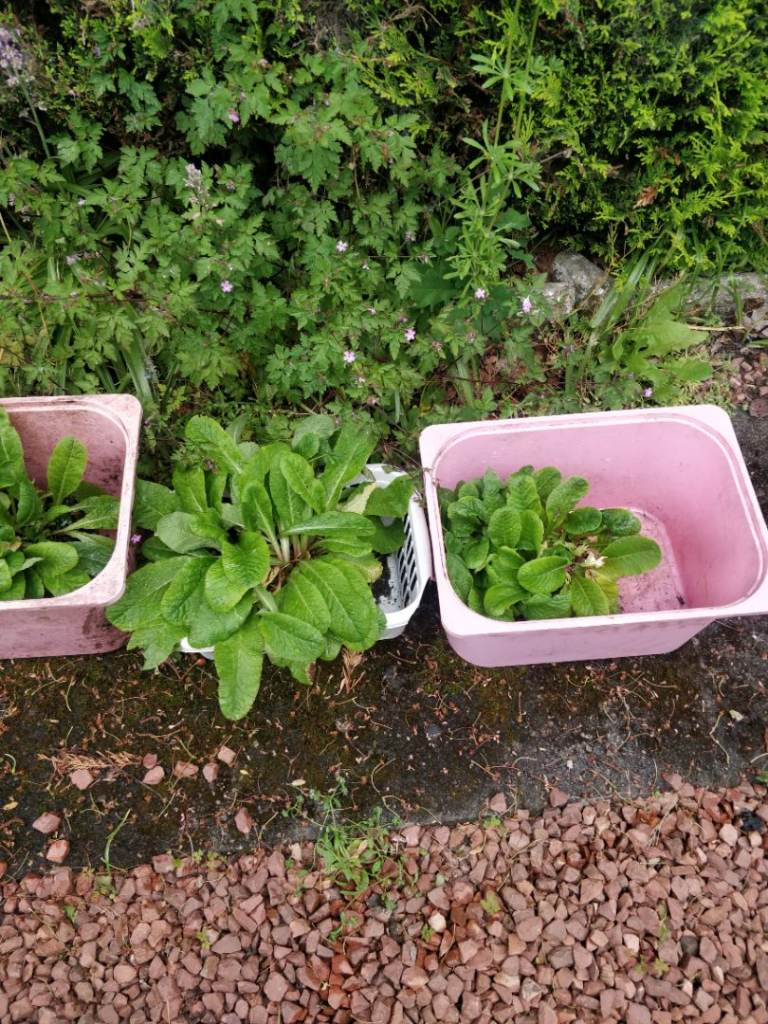 Good Condition Potted Plants - Various Sizes