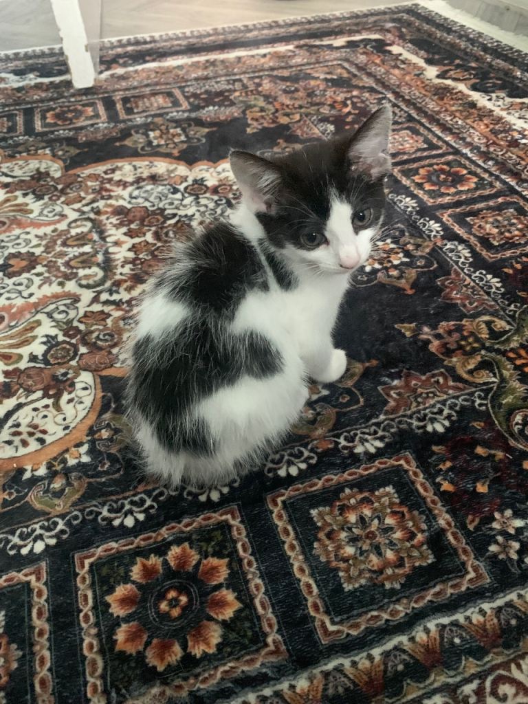 Female kitten