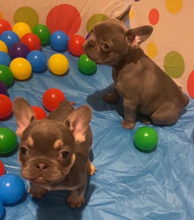 French bulldog puppy’s 