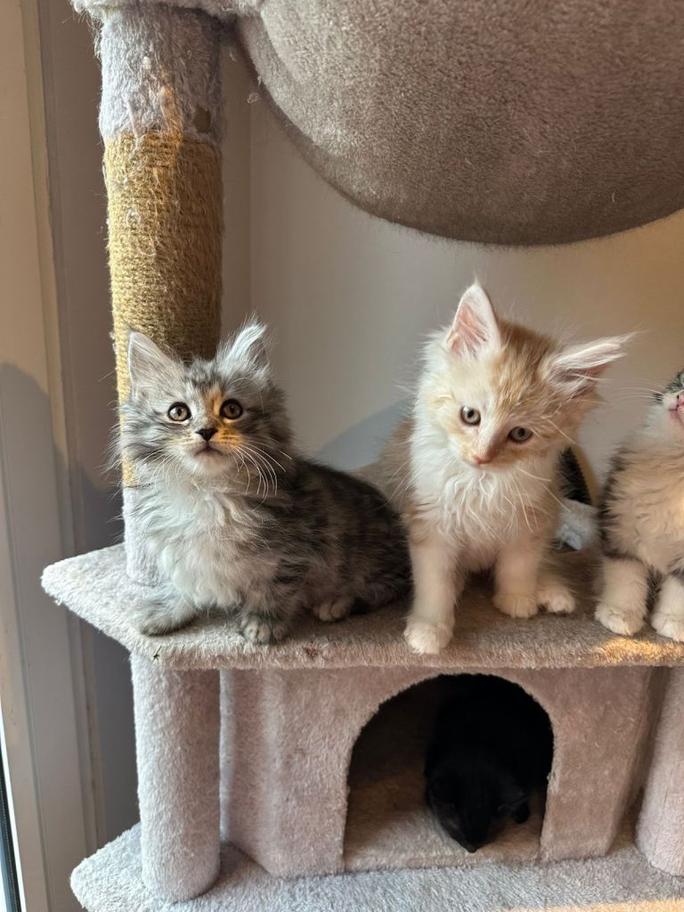 Maine Coon Kittens