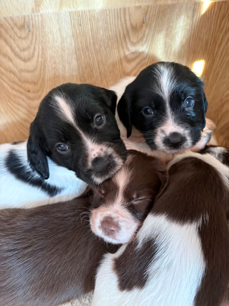 English Springer Spaniel Puppies - mixed colours